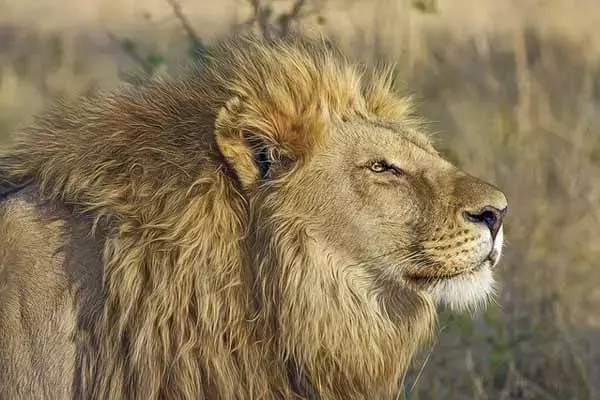 35 Interesting Facts About Lions