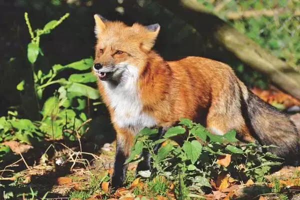 12 Interesting Facts About Foxes