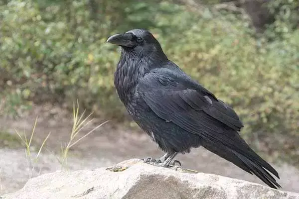 50 Interesting And Surprising Facts About Ravens