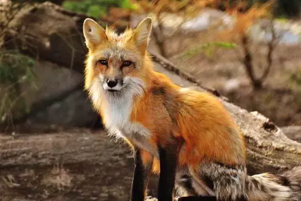 50 Most Interesting Facts About Foxes