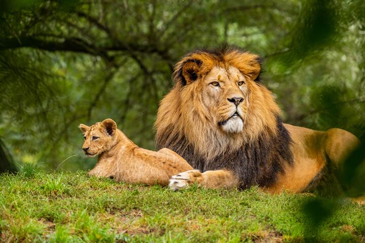 26 Interesting Facts About Lions
