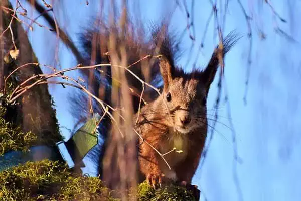 What Does A Squirrel’S Nest Look Like?