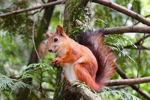 100 Amazing Facts About Squirrels