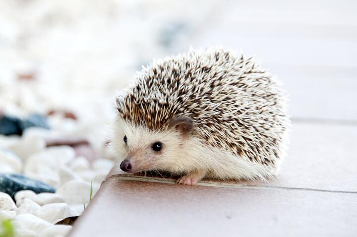 Facts about Hedgehogs that you may not know
