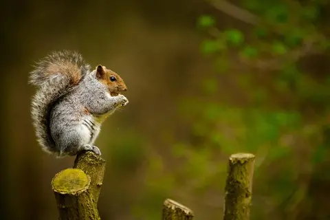 7 Interesting Facts About Squirrels
