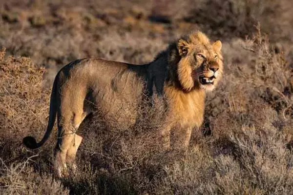 7 Interesting Facts About Lions