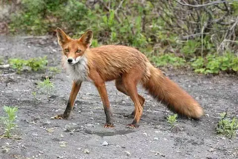 7 Interesting Facts About Foxes