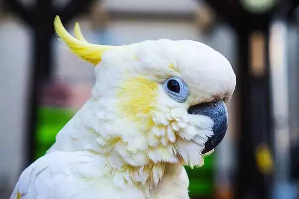 50 Interesting Facts About Cockatoo