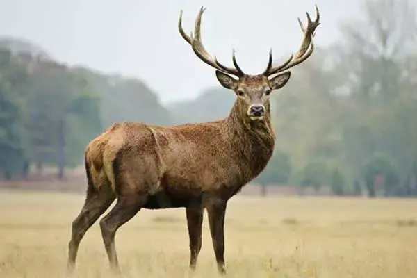 7 Interesting Facts About The Deer