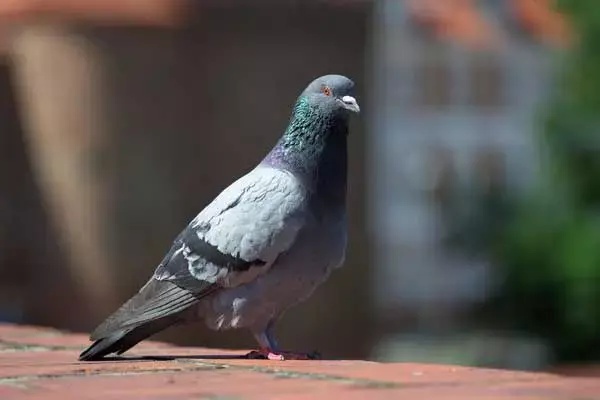 12 Interesting Facts About Doves