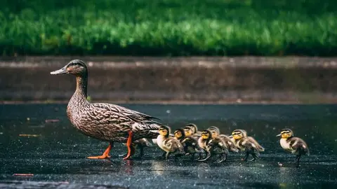 30 Interesting Facts About Ducks