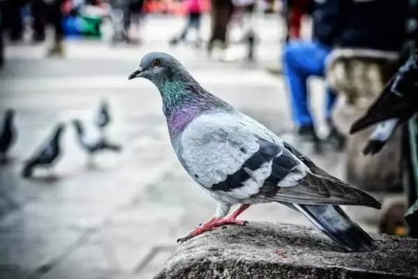 50 Interesting And Surprising Facts About Doves