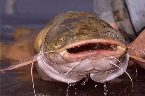 Interesting And Surprising Catfish Facts