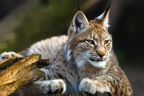 Interesting Facts About The Canadian Lynx