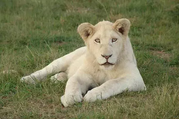 Interesting And Surprising Facts About A White Lion