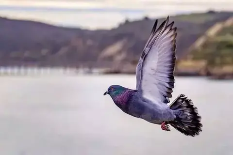 Pigeons’ Ability To Find Their Way Home