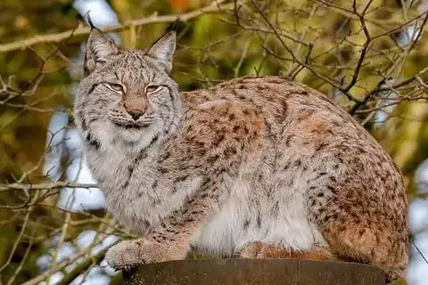 10 Interesting Facts About The European Lynx