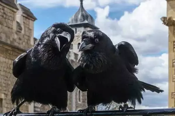 Amazing Ravens Of The Tower Of London