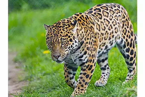 7 Interesting Facts About The Jaguar