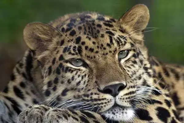 7 Interesting Facts About Leopards