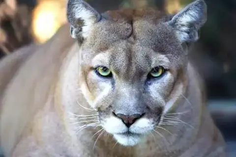 7 Interesting Facts About Pumas