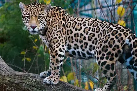 50 Amazing Facts About The Jaguar