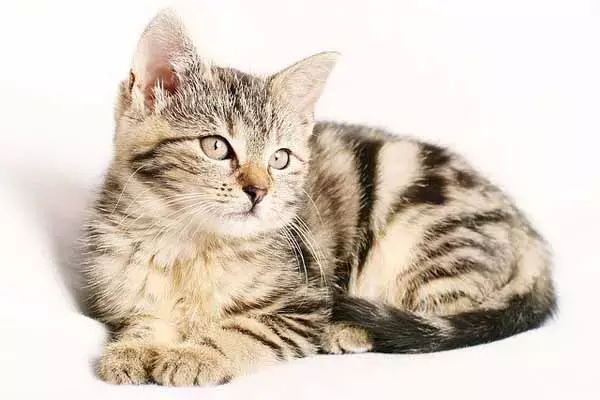 25 Interesting Facts About Cats