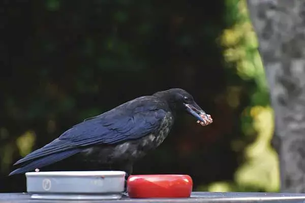 Raven As A Pet