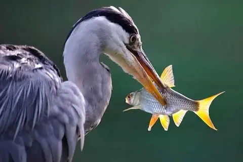 7 Fun Facts About Herons