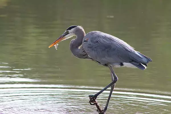 Interesting Facts About Great Blue Heron