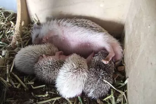 Breeding Hedgehogs
