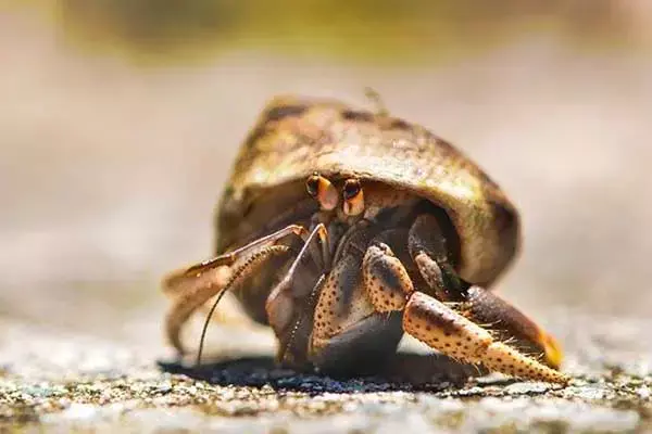Interesting Facts About Hermit Crabs
