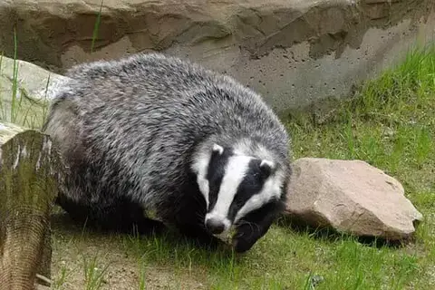 10 Interesting Facts About Badgers