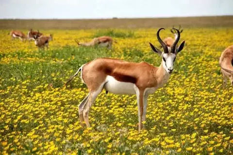 7 Interesting Facts About Antelopes