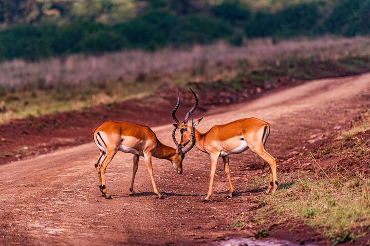 Photo by Antony Trivet on pexels