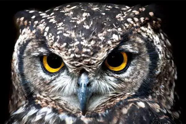 20 Interesting Facts About Owls