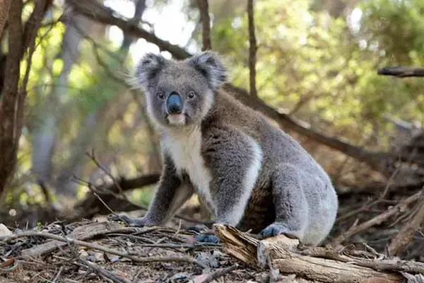 7 Interesting Facts About Koalas