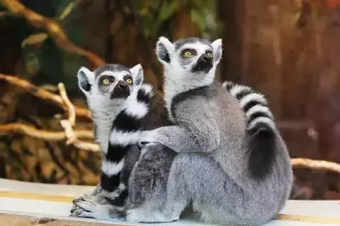 7 Interesting Facts About Lemurs