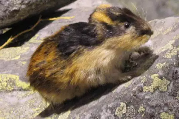 7 Interesting Facts About Lemmings