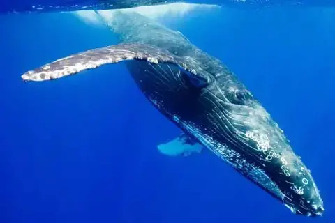 Interesting Facts About The Blue Whale