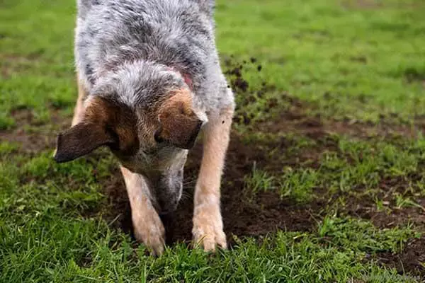Why Does A Dog Dig Holes In The Ground?