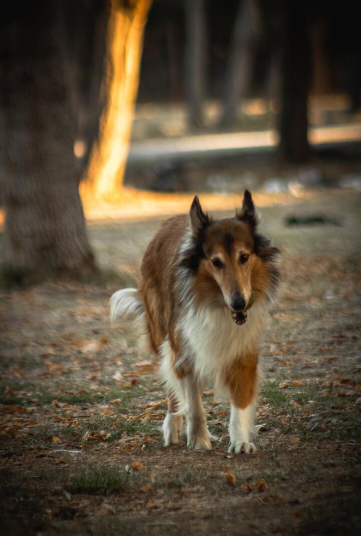 Photo by UMUT DAĞLI on pexels