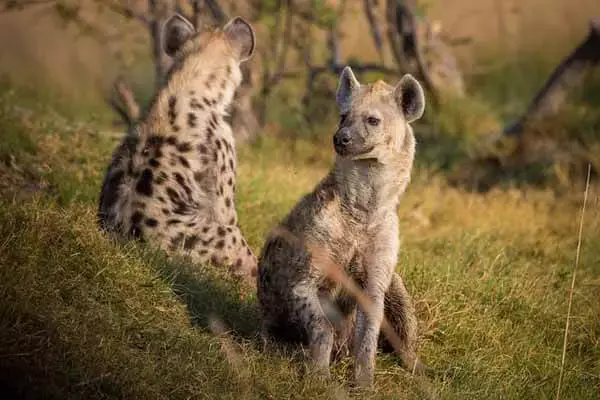 7 Interesting Facts About Hyenas