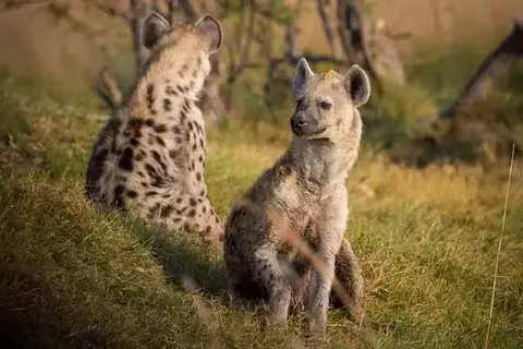 7 Interesting Facts About Hyenas