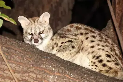 Interesting Facts About Genet