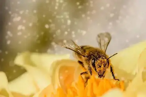 25 Amazing Facts About Honey Bees