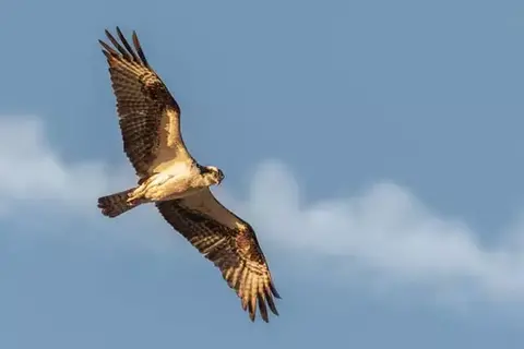 10 Interesting Facts About A Hawk