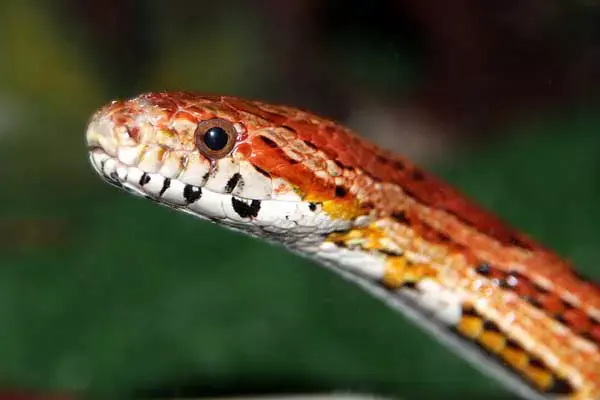 20 Interesting Facts About Snakes