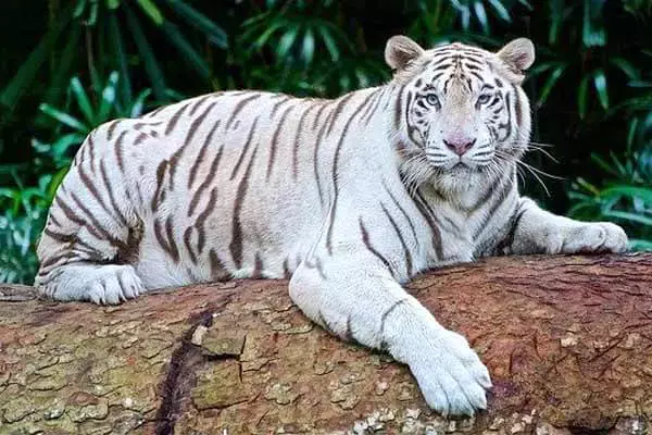 Interesting Facts About White Tigers
