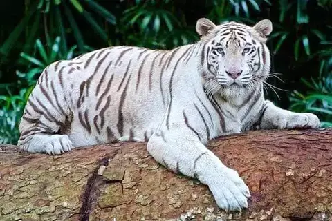 Interesting Facts About White Tigers
